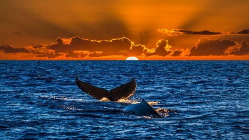 Oahu: Whale Watching Sunset Cruise Whales Guaranteed - Why the Reviews Are So Positive