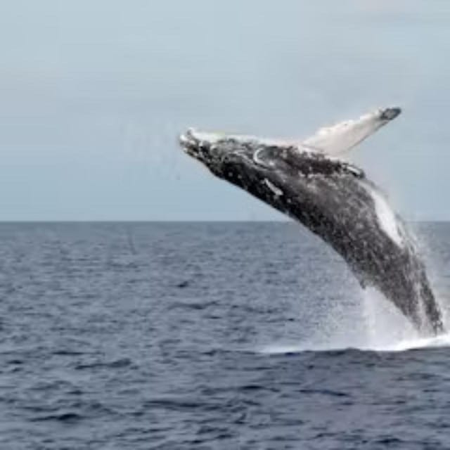Oahu: Whales Dolphins Snorkeling Cruise With Hawaiian Meal - Gourmet Hawaiian Cuisine