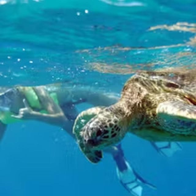 Oahu: Whales Dolphins Snorkeling Cruise With Hawaiian Meal - Customer Ratings and Reviews