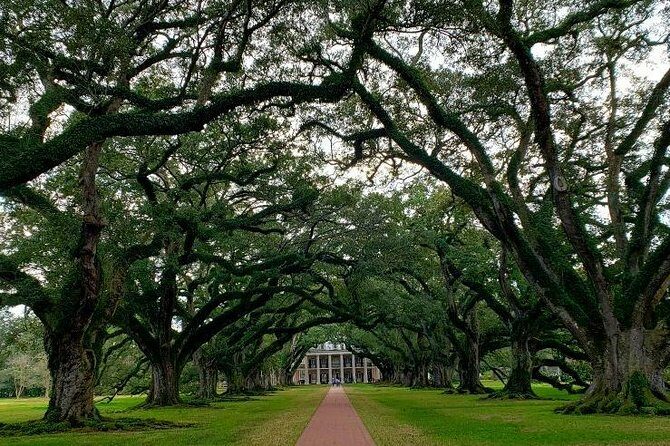 Oak Alley and Laura Plantation Tour with Transportation from New Orleans - A Deep Dive into the Experience