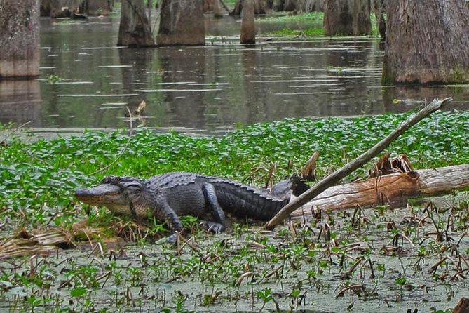 Oak Alley Plantation and Swamp Boat Tour From New Orleans - Cancellation Policy and Tour Logistics