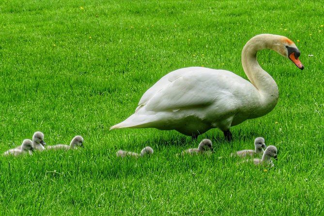 Oakfield Park Day Pass and Train Ride - Discover the Lower Garden Wonders