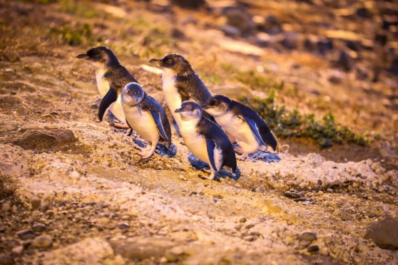 Oamaru: Blue Penguin Colony Evening Viewing Ticket - Booking Details