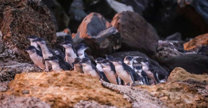 Oamaru: Blue Penguin Colony Evening Viewing Ticket - Highlights of the Experience