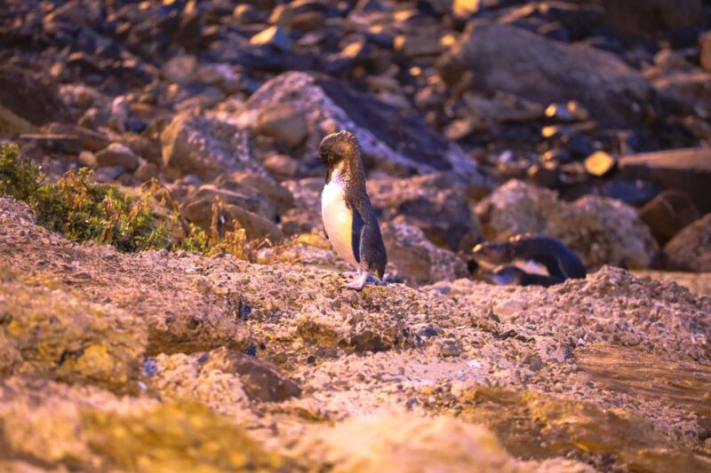 Oamaru: Blue Penguin Colony Evening Viewing Ticket - Dress Code Recommendations