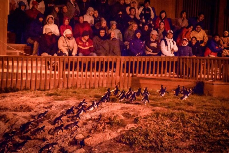 Oamaru: Blue Penguin Colony Evening Viewing Ticket - Customer Feedback