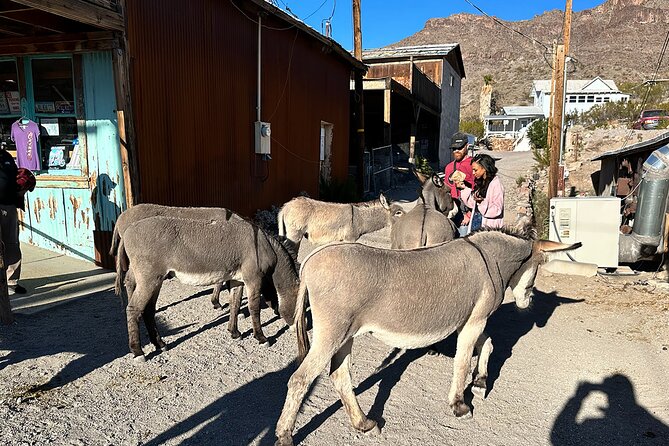 Oatman Mining Camp, Burros, Scenic RT 66 Direct From Las Vegas - Pickup Information