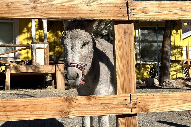 Oatman Mining Camp, Burros, Scenic RT 66 Direct From Las Vegas - Returning to Las Vegas
