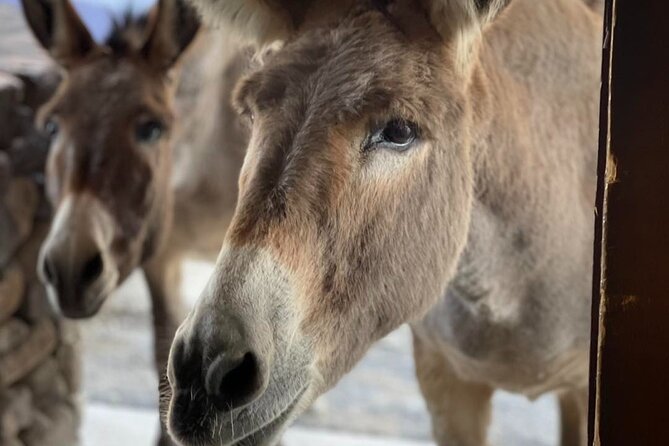 Oatman – Old Western Town RT66 Museum Black Mountain Scenic Drive - Meeting and Pickup