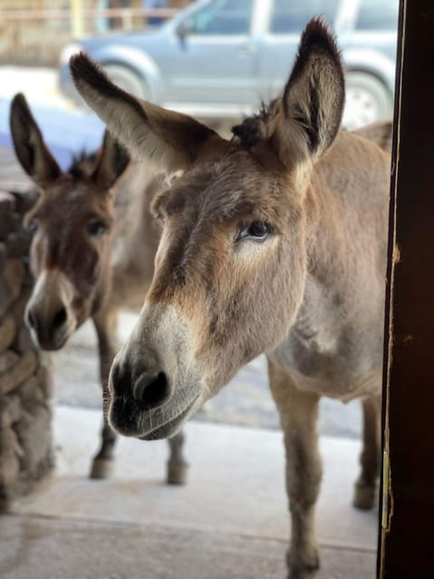 Oatman / RT66 3 in 1 Combo Tour - What to Bring
