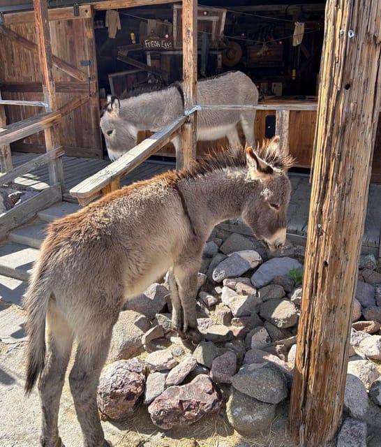 Oatman / RT66 3 in 1 Combo Tour - Memorable Experiences