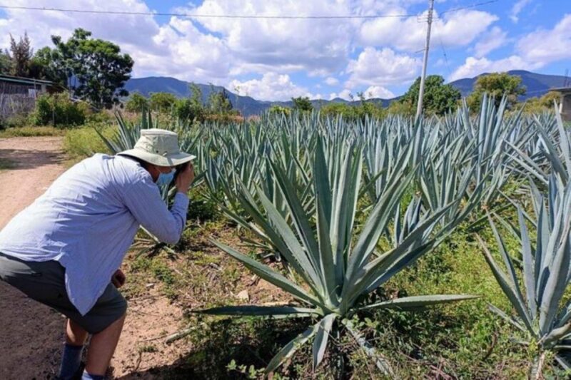 Oaxaca: Ancestral Mezcal Experience - Appreciating Mezcals Heritage