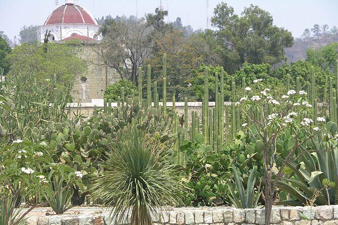 Oaxaca City tour - Santo Domingo museum & the colorful market - Who Should Book This Tour?