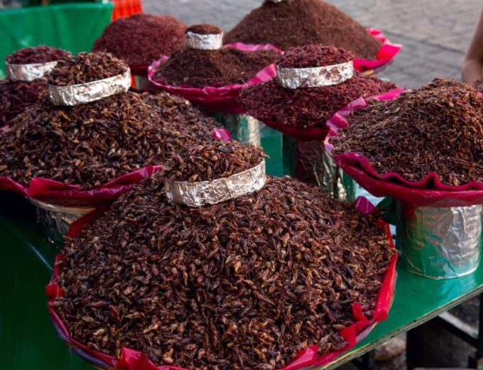 Oaxaca City Tour - Frequently Asked Questions
