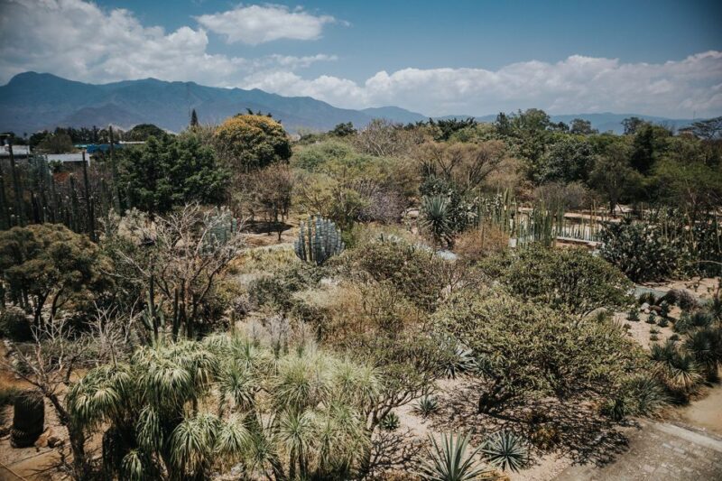 Oaxaca City Walking Tour - Markets, Textile Museum & Lunch - 7-Hour Option Itinerary