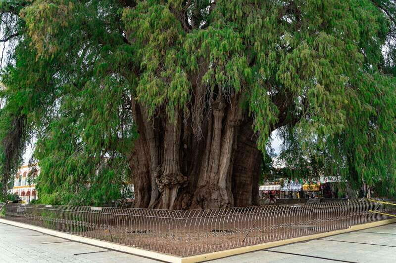 Oaxaca: El Tule tree, Teotitlan Village & Mezcal Tour - Final Thoughts