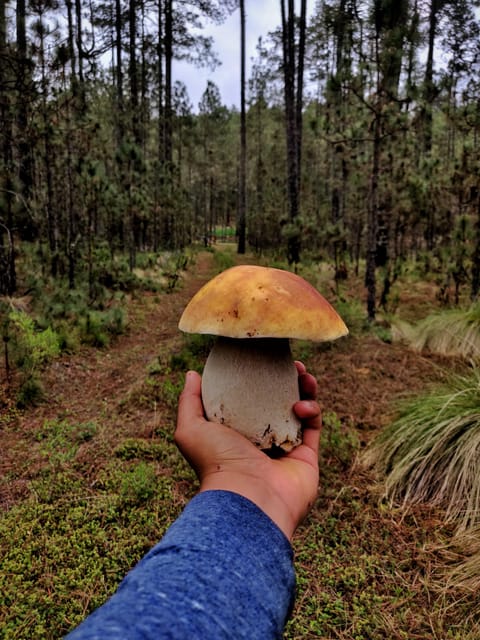 Oaxaca: Hiking in the Mushroom Forest of Cuajimoloyas - Customer Feedback