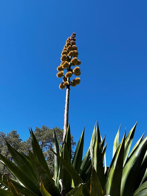 Oaxaca: Hiking in the Mushroom Forest of Cuajimoloyas - Frequently Asked Questions