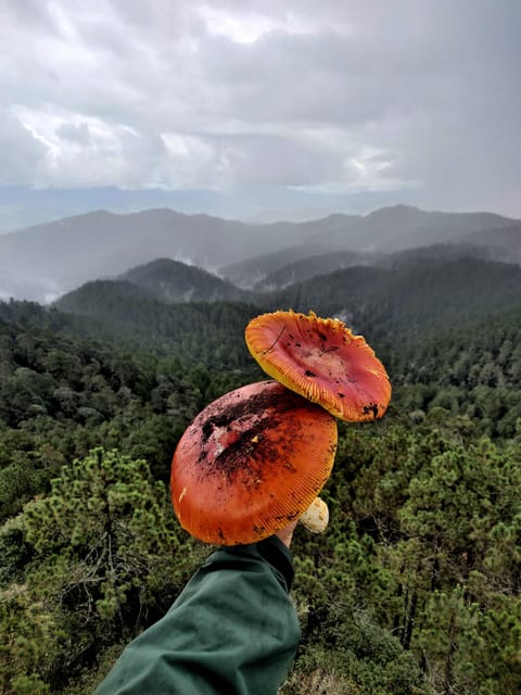 Oaxaca: Hiking in the Sierra Norte Forest - Inclusions and Equipment