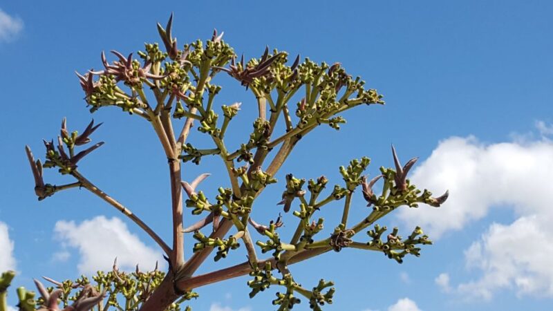 Oaxaca: Mezcal Adventure - Highlights of the Experience