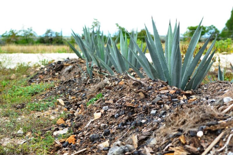 Oaxaca Millenary Route - Highlights of the Itinerary