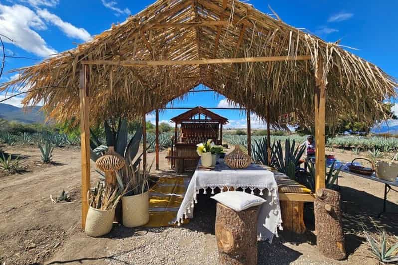 Oaxaca: Private Lunch in Maguey Fields With Mezcal Tasting - Transportation and Logistics