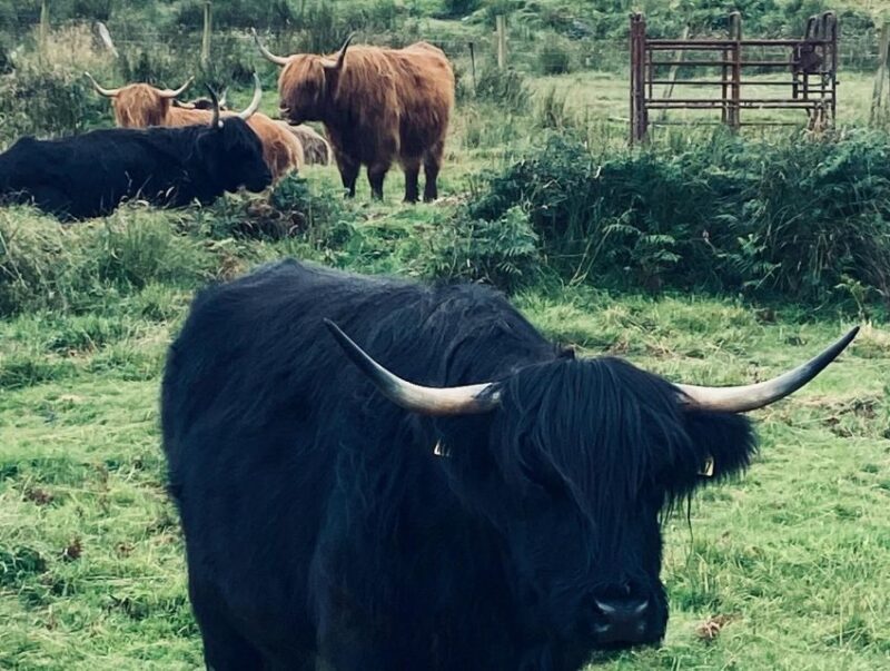 Oban: Isla of Mull and Iona Tour - Frequently Asked Questions