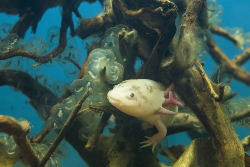 Oberhausen: LEGOLAND Discovery Centre and SEA LIFE Ticket - LEGO Experience Attractions