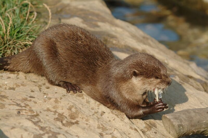 Oberhausen: LEGOLAND Discovery Centre and SEA LIFE Ticket - Aquarium Zones and Residents