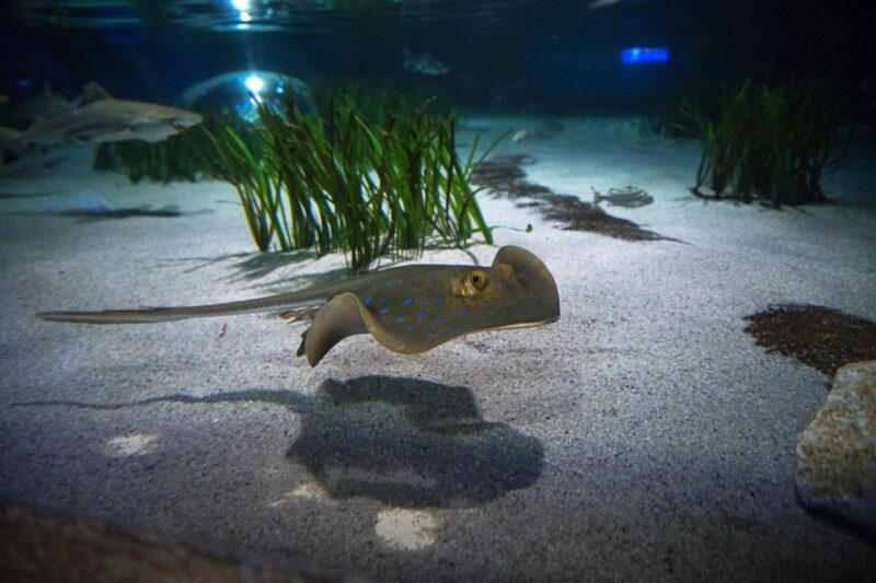 Oberhausen: SEA LIFE Oberhausen Entry Ticket - Ticket Details