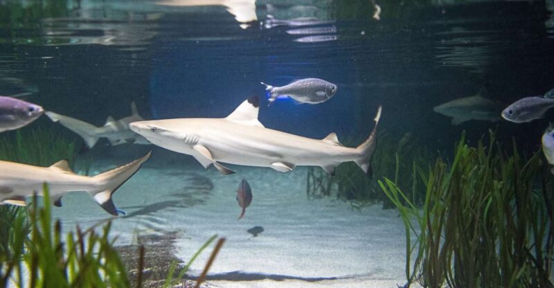 Oberhausen: SEA LIFE Oberhausen Entry Ticket - Diverse Marine Life