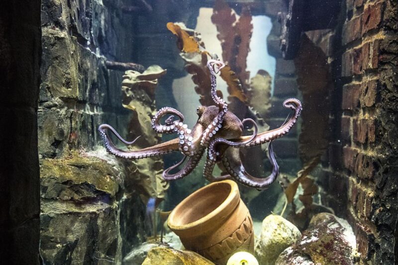 Oberhausen: SEA LIFE Ticket and Behind the Scenes Tour - Interactive Feeding