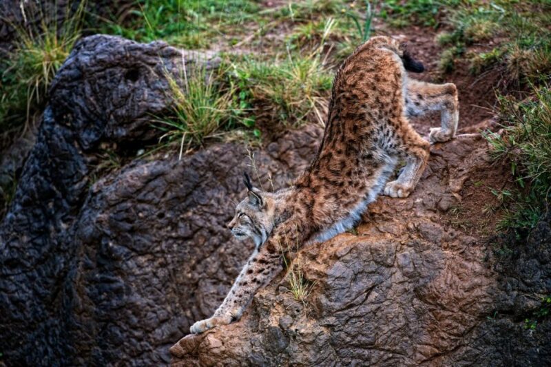 Obregón: Cabárceno Nature Park Entry Ticket - Visitor Guidelines and Restrictions