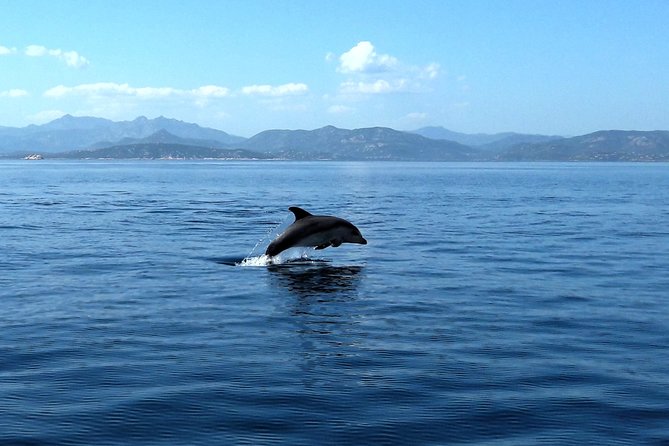 Observation of Dolphins and Snorkeling in a Rubber Boat in Olbia - Highlights of the Tour