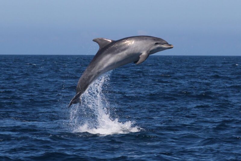 Observation of Dolphins - Key Points