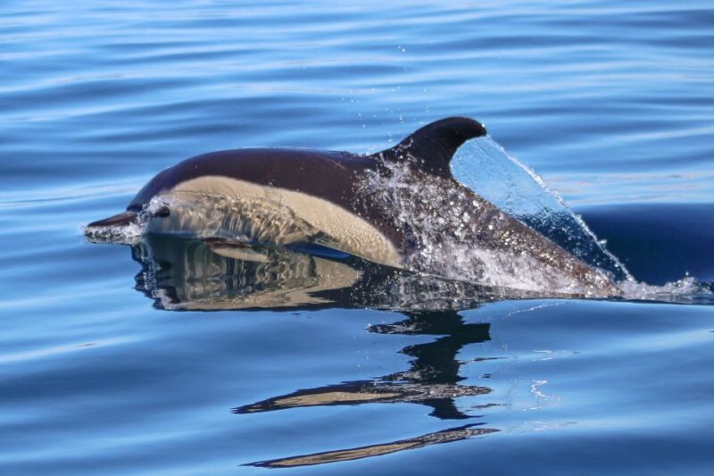 Observation of Dolphins - Experience Highlights