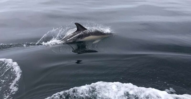 Observation of Dolphins - Company Background