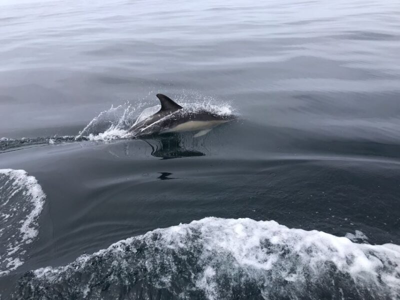 Observation of Dolphins - What to Bring