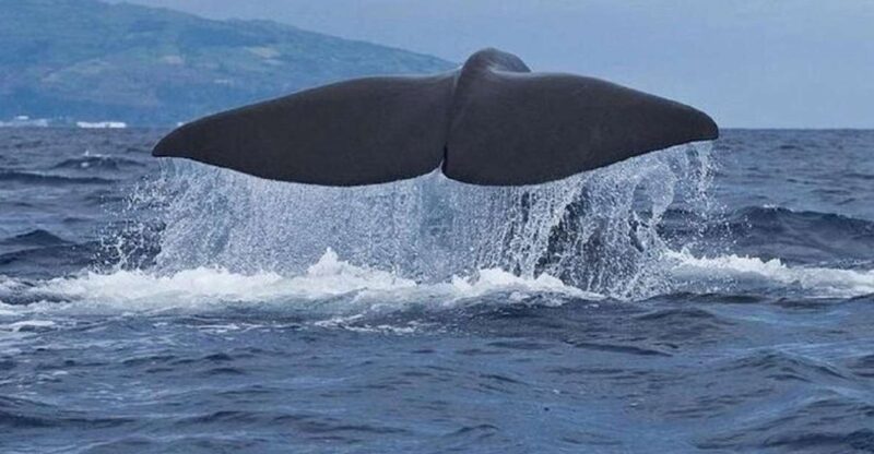 Observation of Whales and Dolphins in the Peak - Itinerary and Experience