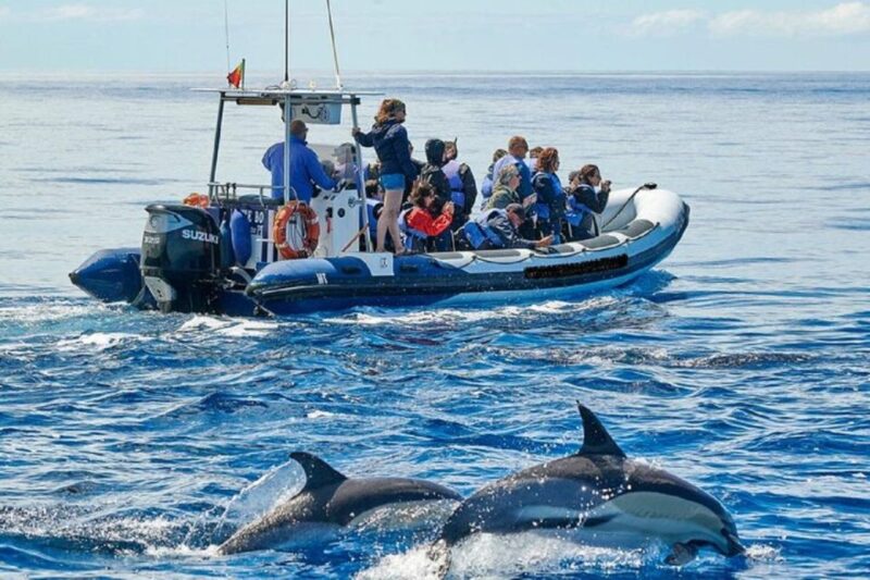 Observation of Whales and Dolphins in the Peak - What Youll See