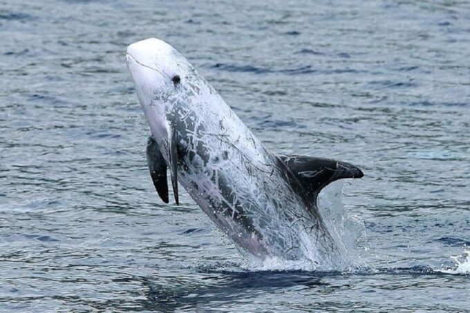 Observation of Whales and Dolphins in the Peak - Getting to the Start