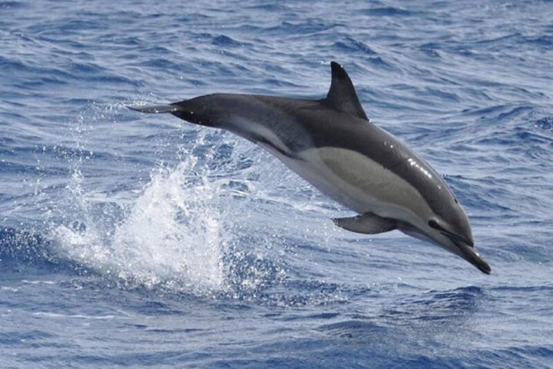 Observation of Whales and Dolphins in the Peak - Booking Information