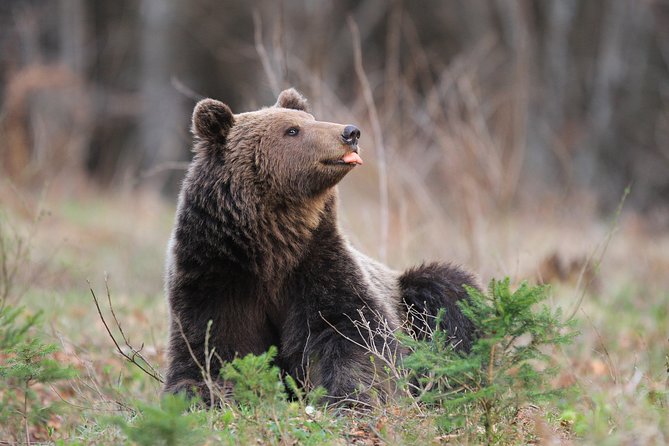 Observing and Discovering Bears in Their Natural Habitat - Taking in the Natural Habitat