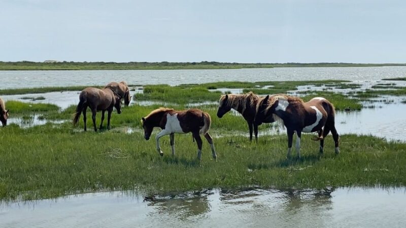 Ocean City: Assateague Island Morning Cruise - Getting to the Pier