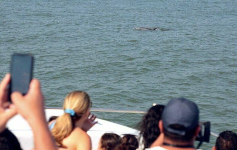 Ocean City, MD: Coastal Speedboat Tour with Dolphin Spotting - Final Thoughts
