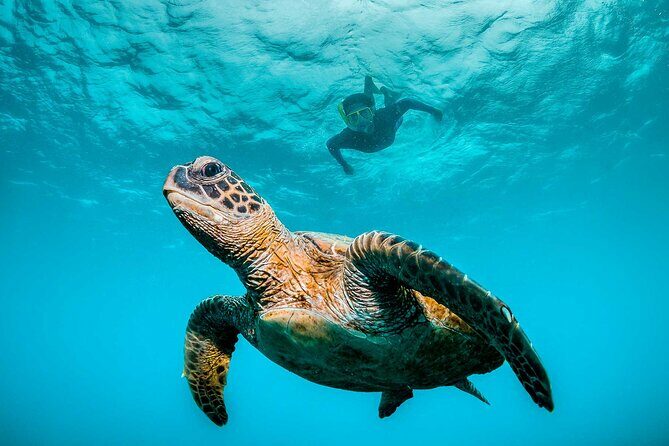 Ocean Eco Adventure with Marine Biologist Guides - An Introduction to the Ocean Eco Adventure