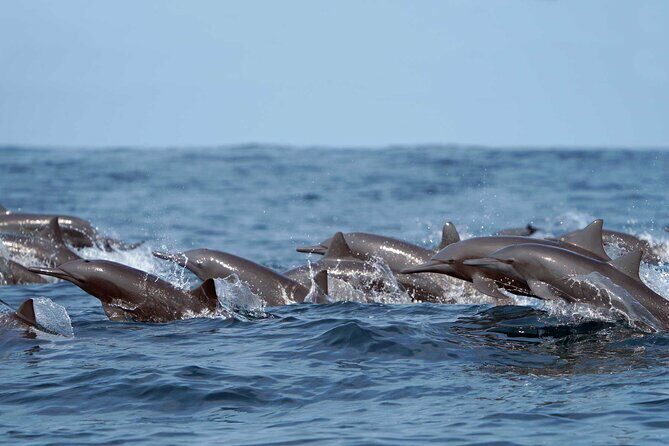Ocean Eco Adventure with Marine Biologist Guides - What to Expect: A Closer Look at the Itinerary