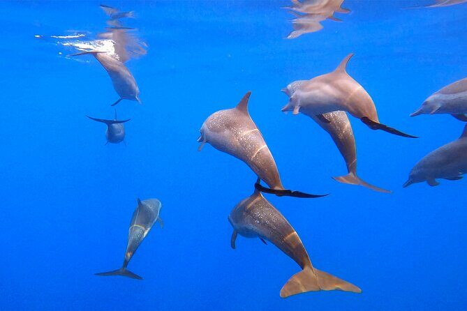 Ocean Eco Adventure with Marine Biologist Guides - Who Will Love This Tour?