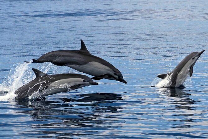 Ocean Eco Adventure with Marine Biologist Guides - The Sum Up: Is This Tour Right for You?