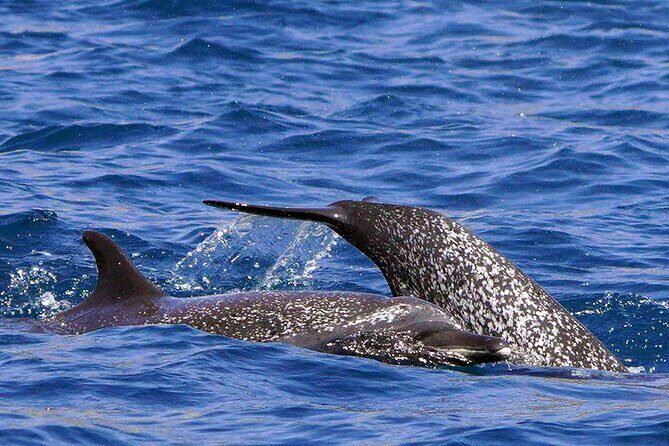 Ocean Eco Adventure with Marine Biologist Guides - FAQ: Your Practical Questions Answered